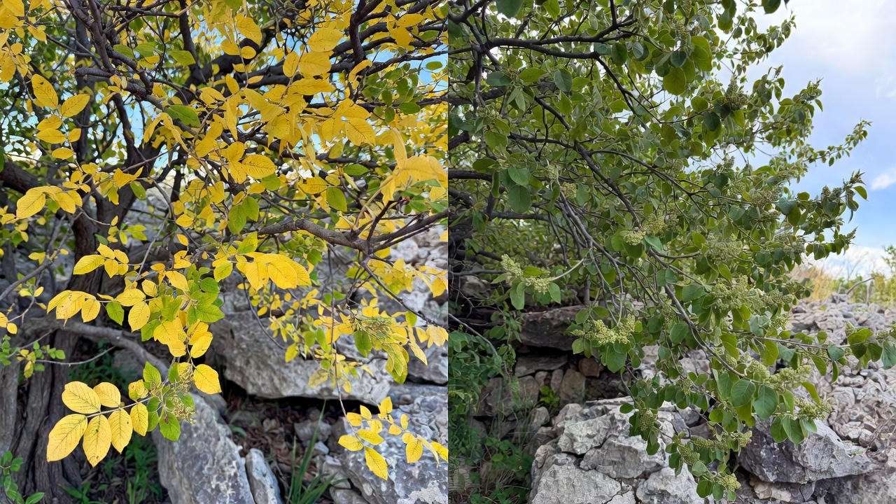 Before and after chlorosis treatment on flowering tree in high-pH Texas soil