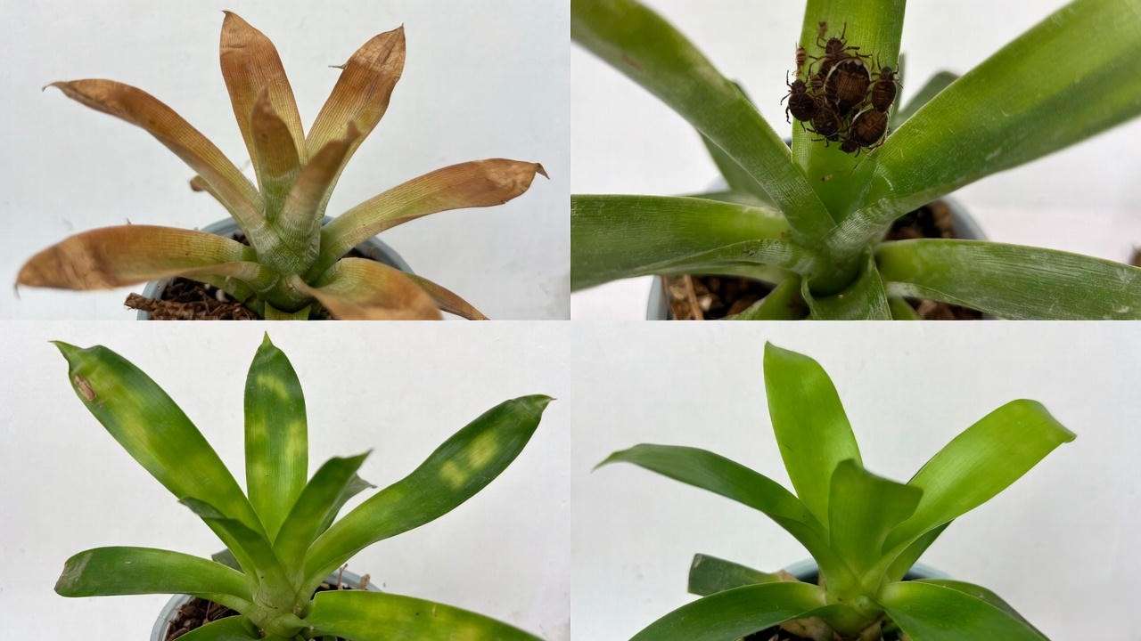 Flaming sword plant problems – brown tips, pests, green sword and healthy example