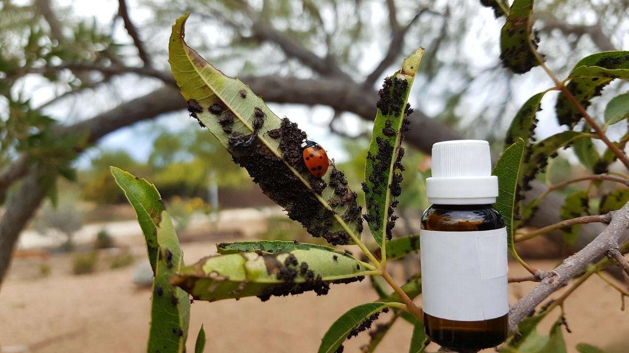 "Close-up of Arizona ash leaf with aphid damage and ladybug in a desert garden".