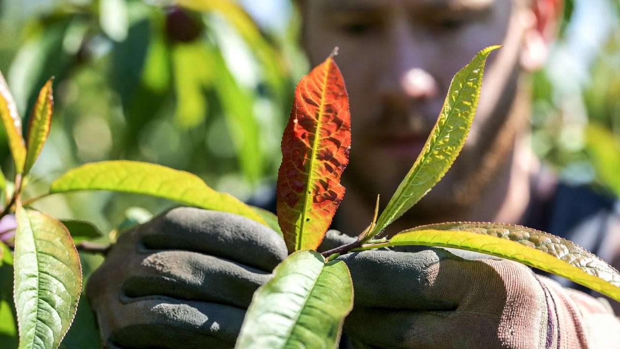 Peppermint Flowering Peach Tree leaf with peach leaf curl and healthy leaf being inspected."