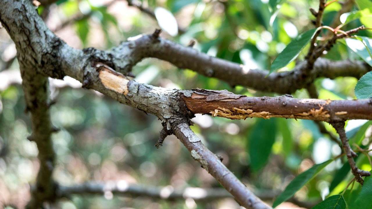 Dangerous pruning stub on cherry tree that invites disease and dieback
