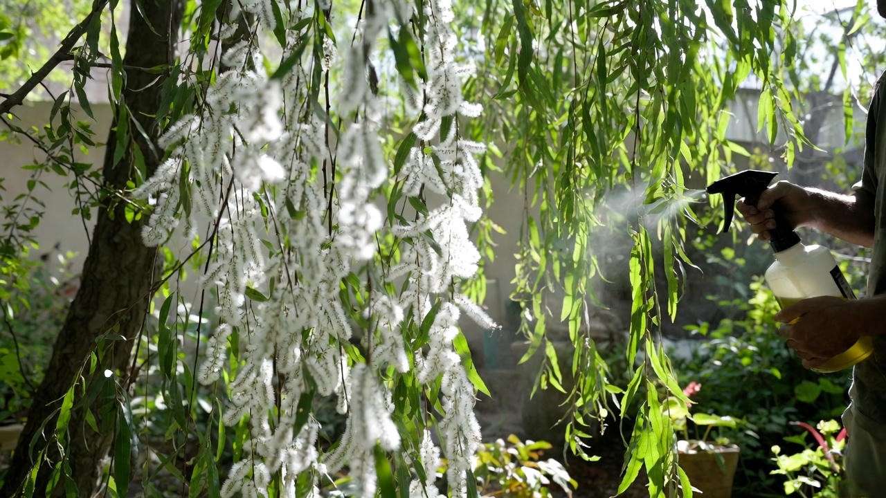 Weeping pussy willow tree with powdery mildew next to a healthy tree, gardener using neem oil spray."