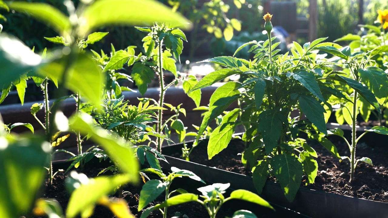 Marigolds used as companion plants with tomatoes and peppers for natural pest control