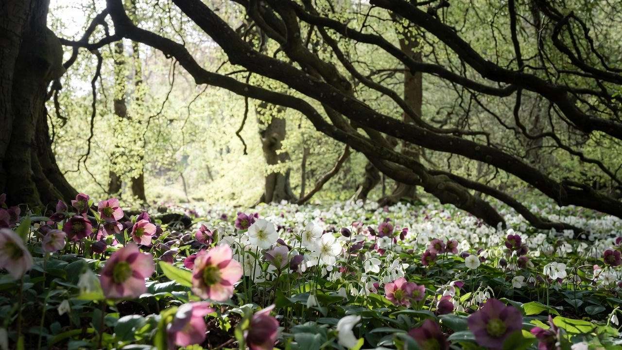 Magical underplanting with hellebores and spring bulbs beneath weeping European beech