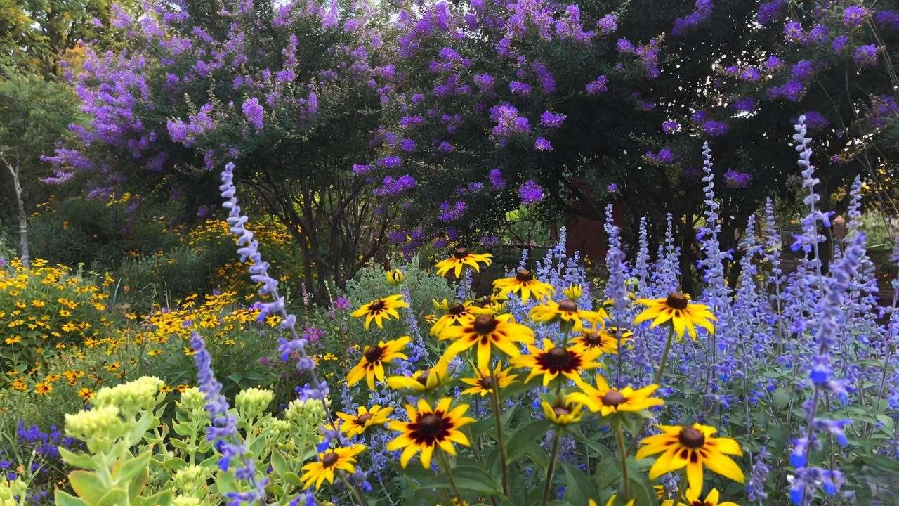 Purple crepe myrtle with perfect companion plants – black-eyed Susan and Russian sage