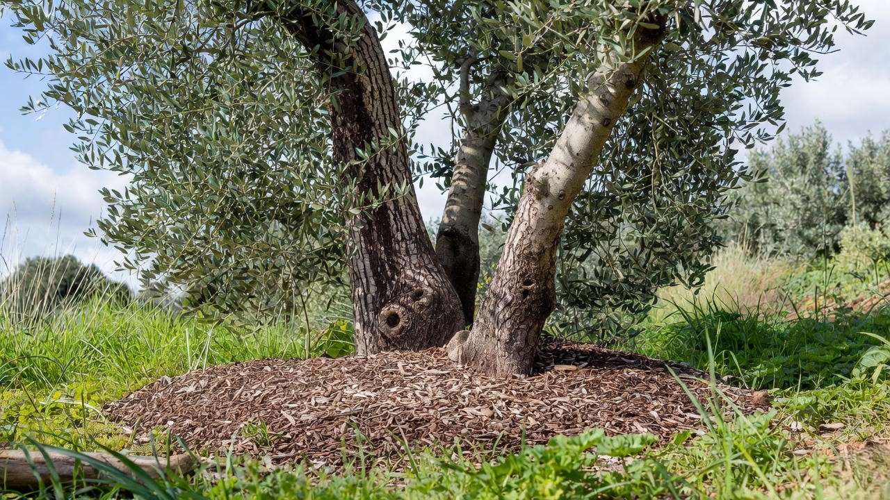 Organic mulch applied around the base of an olive tree for health.