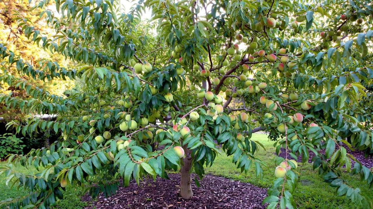 Mature open-center doughnut peach tree with developing fruit in early summer