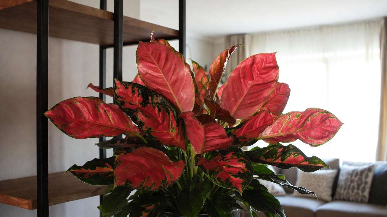 Thriving red Aglaonema plant with maximum color after expert care