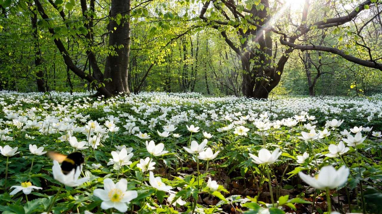 Mature colony of white anemone plants creating a stunning spring carpet under beech trees”