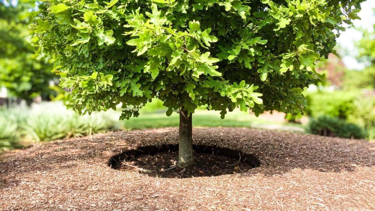 Healthy established tree after two seasons of using watering ring – strong growth and deep roots