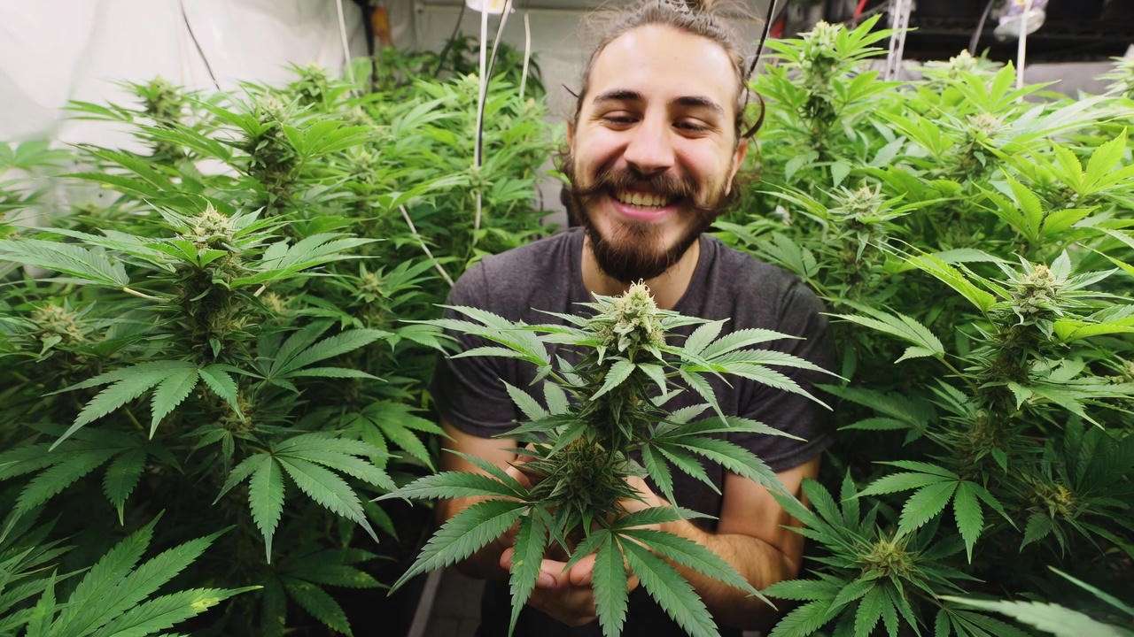 Successful seedless cannabis harvest after preventing hermaphrodite pollination