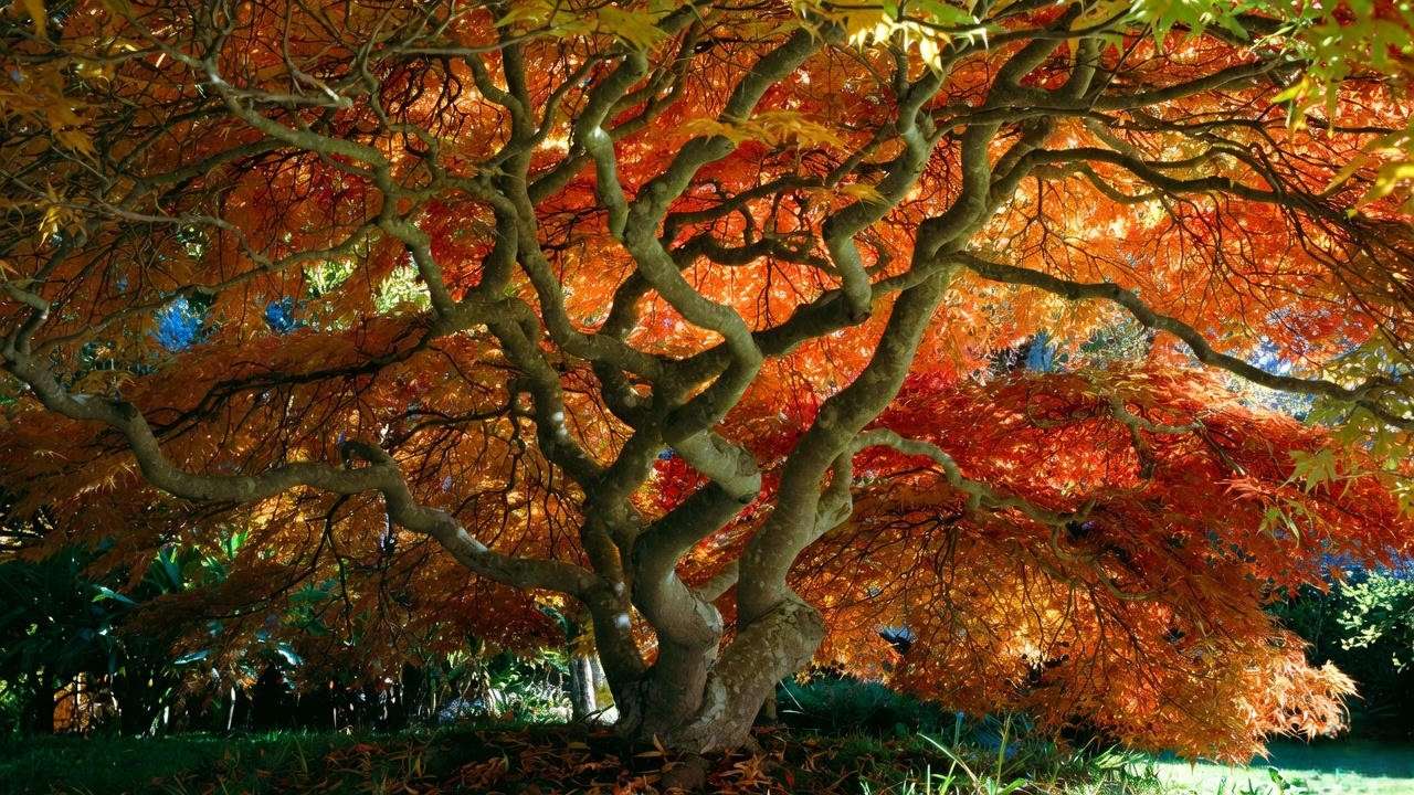 Perfectly pruned mature Japanese maple in full autumn color