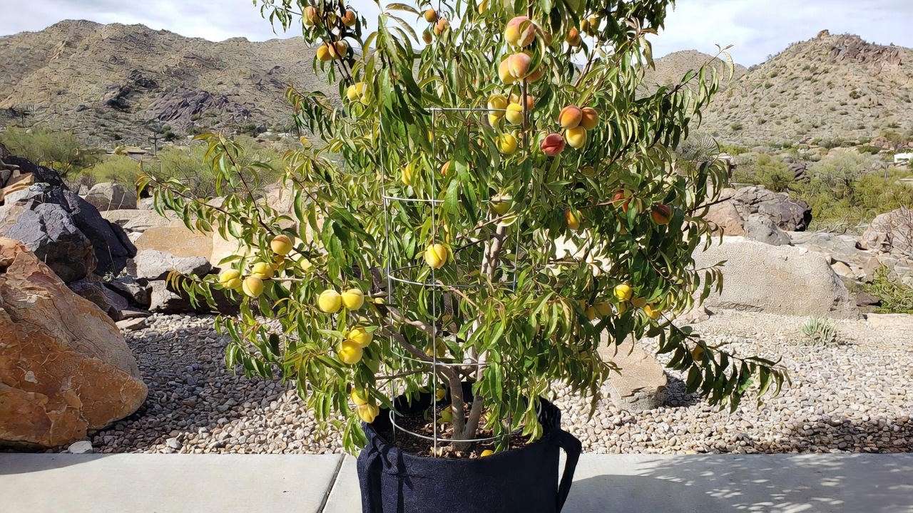 Dwarf Desert Gold peach tree growing successfully in container on patio