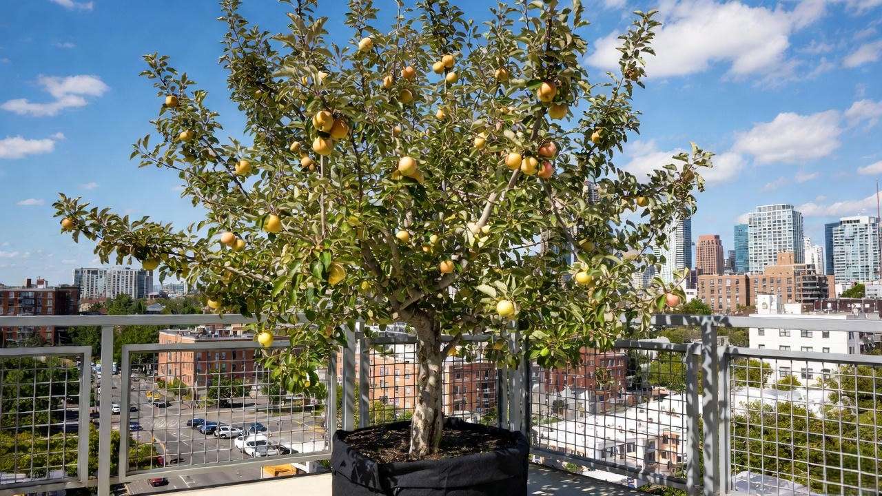 Ein Shemer apple tree fruiting heavily in container on balcony