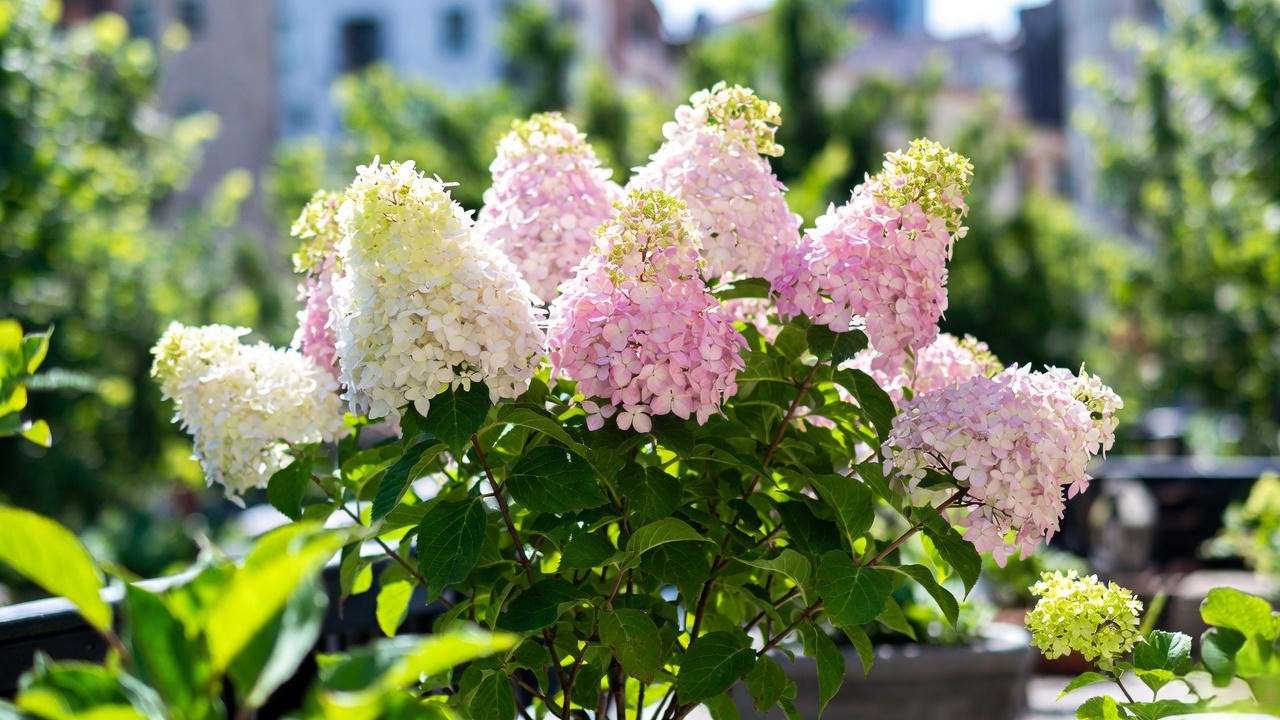 Hydrangea Paniculata tree with pink and white blooms in a patio container."
