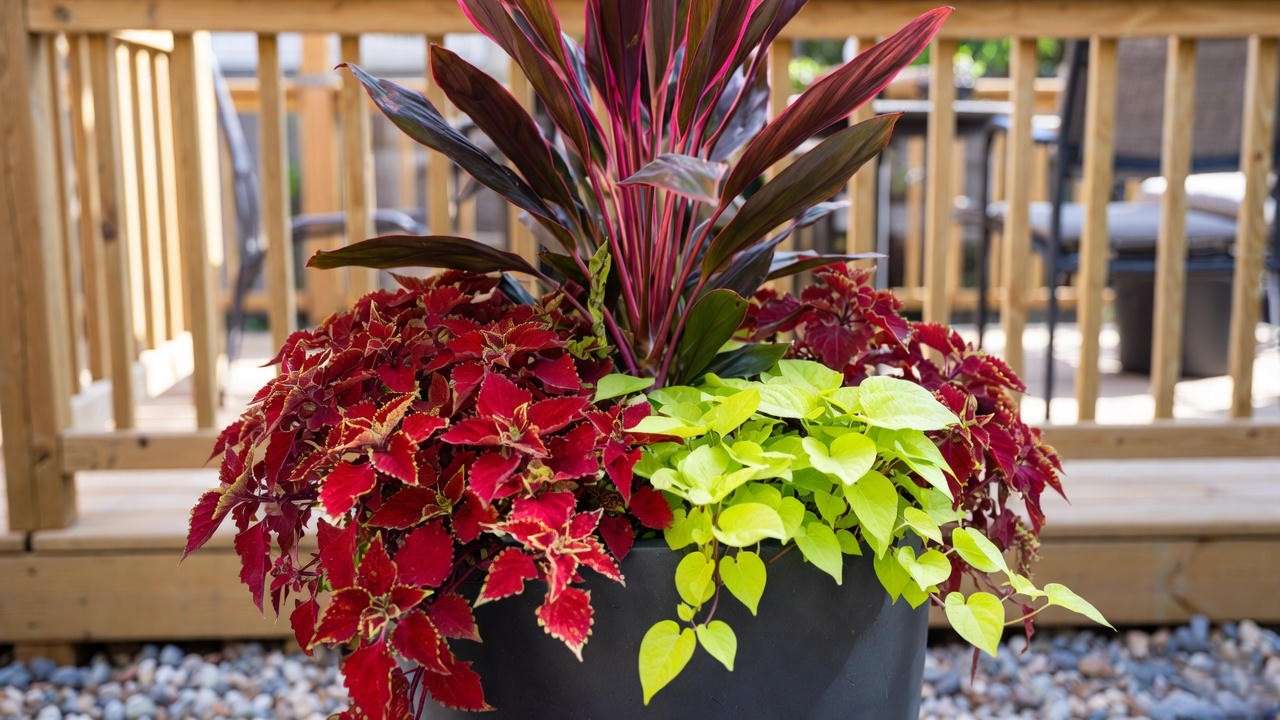 Bold red container planting with Cordyline Red Star and coleus for dramatic patio color