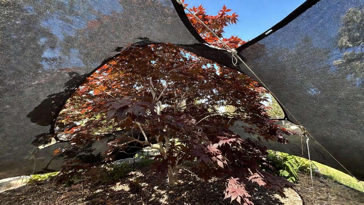 Temporary shade cloth protecting stressed tree from intense summer sun