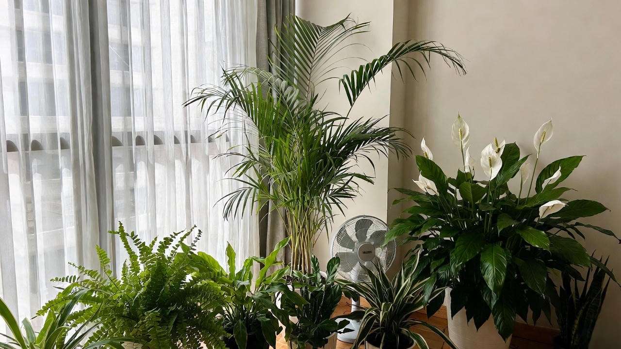 "Areca palm grouped with tropical plants and fan for air circulation"
