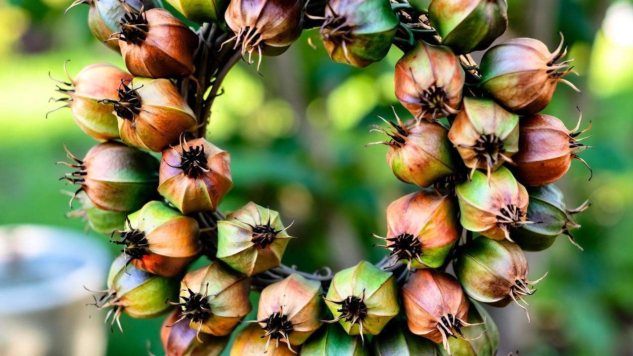 "Rustic wreath made from dried nigella sativa seed pods in a garden setting.