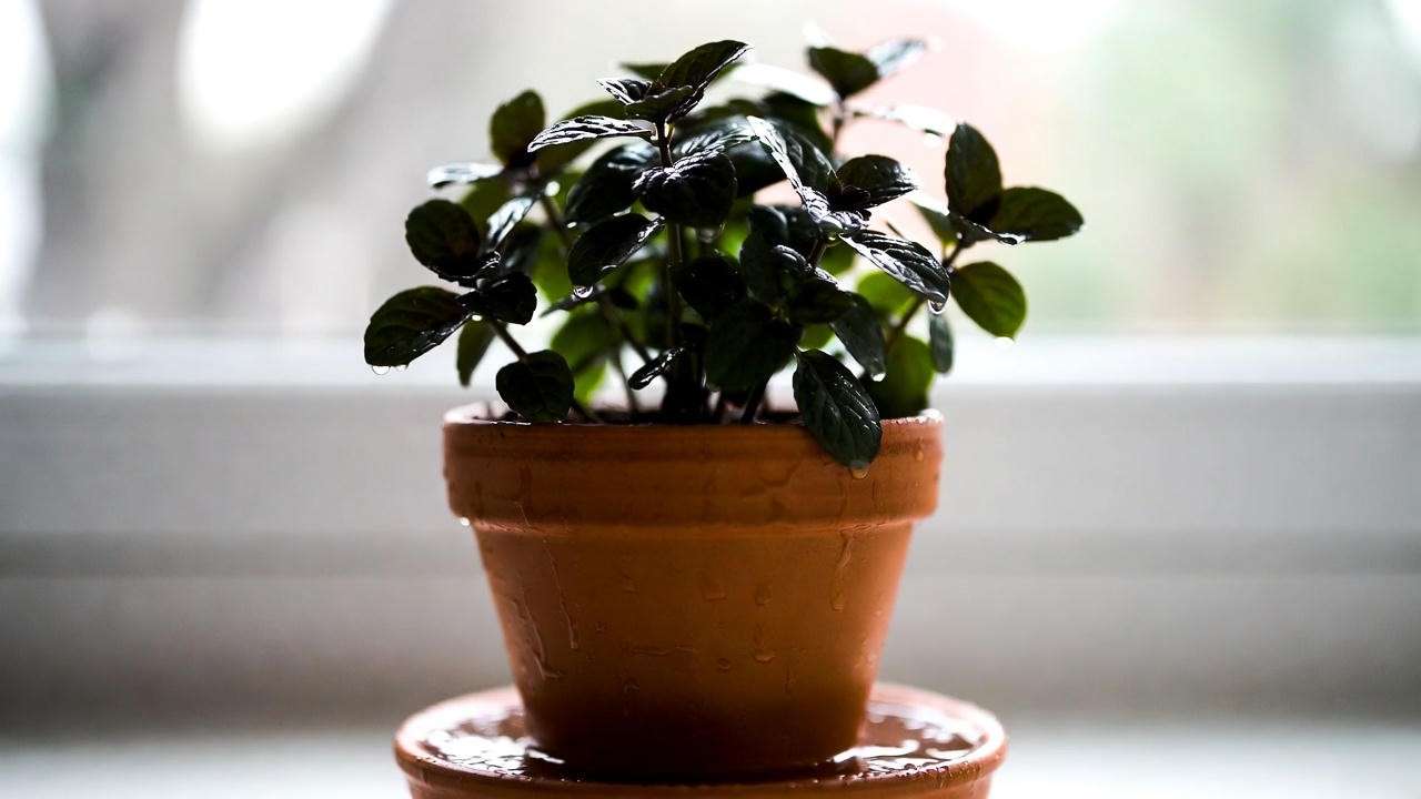 Bottom-watering method for chocolate mint herb plant to prevent root rot