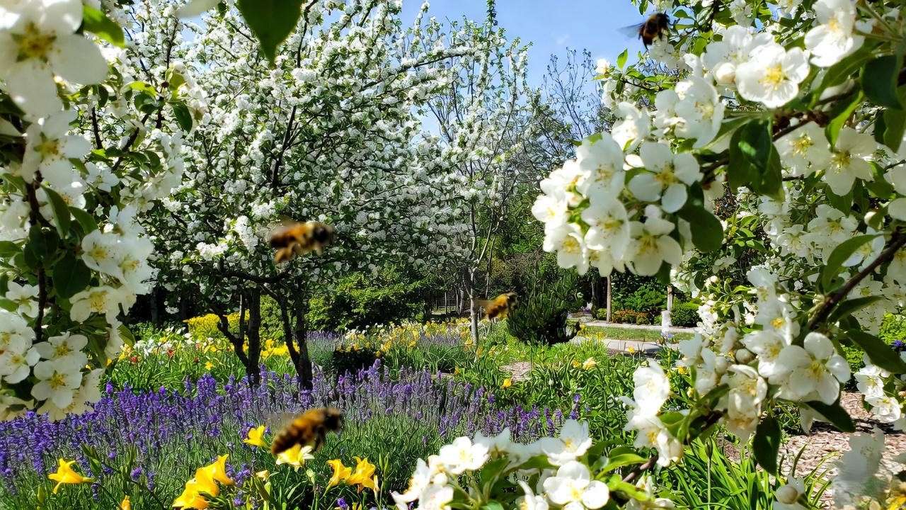 "Landscaped garden with Spring Snow Crabapple trees, lavender, daylilies, and bees".
