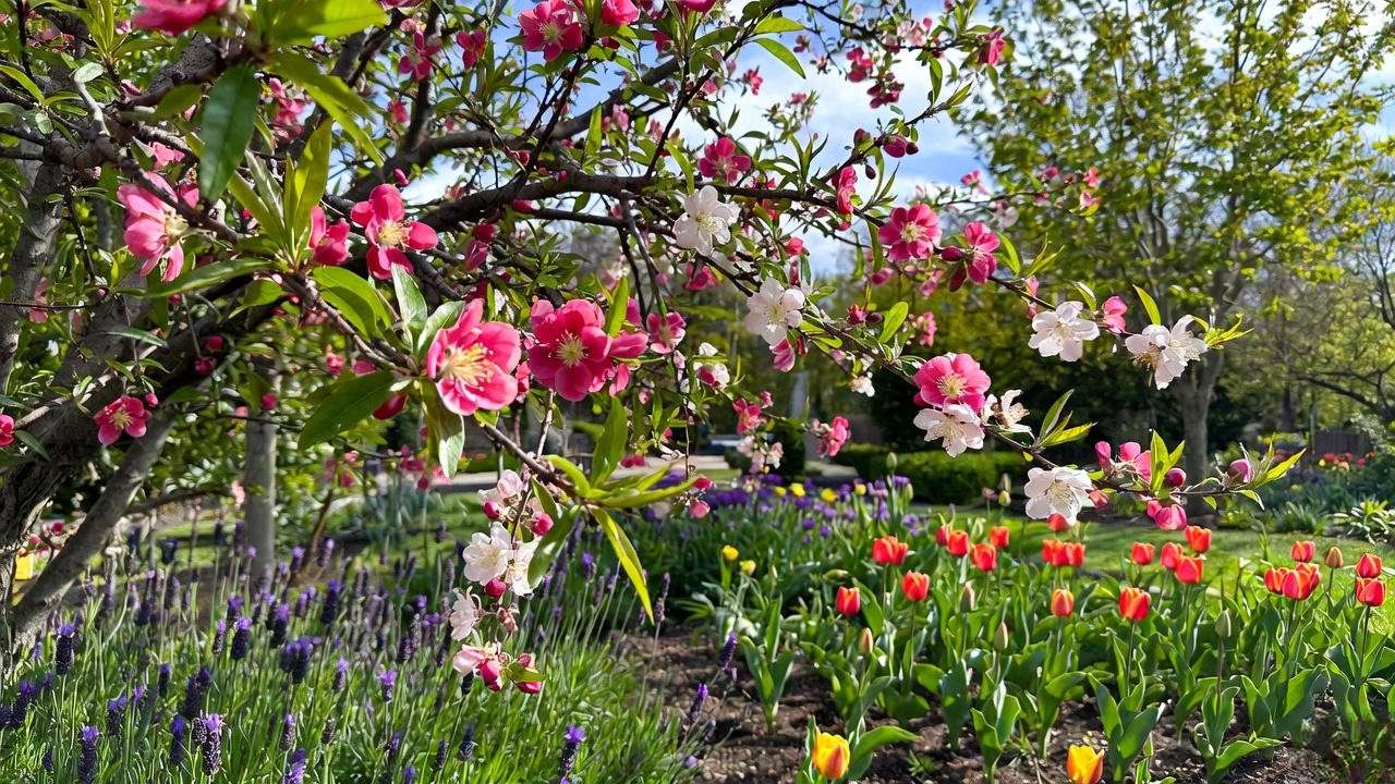 Peppermint Flowering Peach Tree with lavender and tulips in a garden border design."