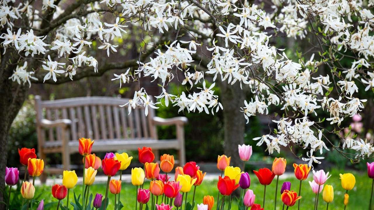 Star magnolia tree with white flowers and tulips in a cozy spring patio garden."
