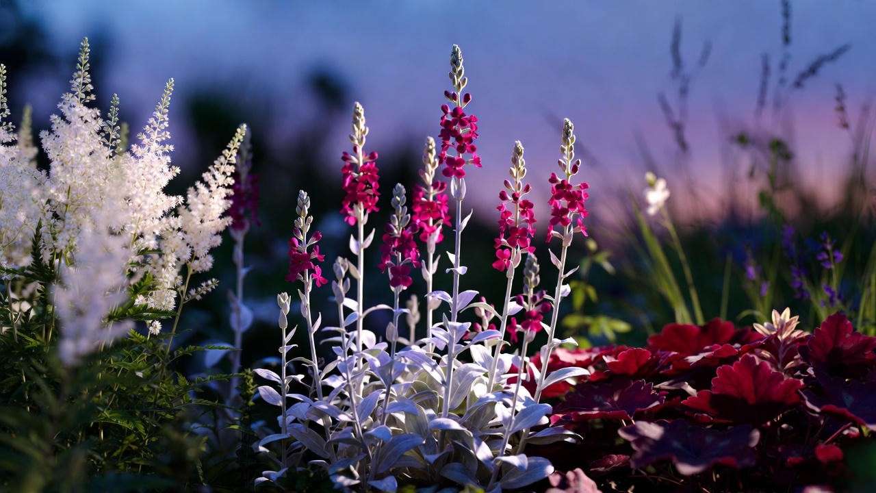 Red and silver moonlight garden with Lychnis and Heuchera at dusk