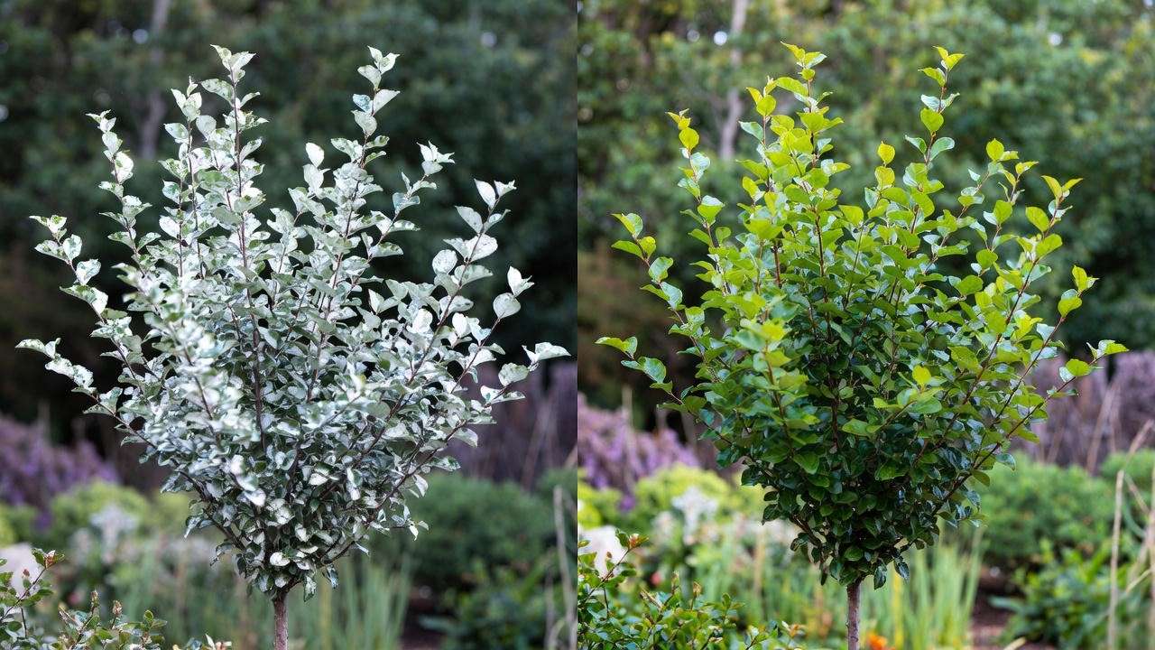 Acoma Crape Myrtle tree with powdery mildew vs healthy tree in a garden with good air circulation."