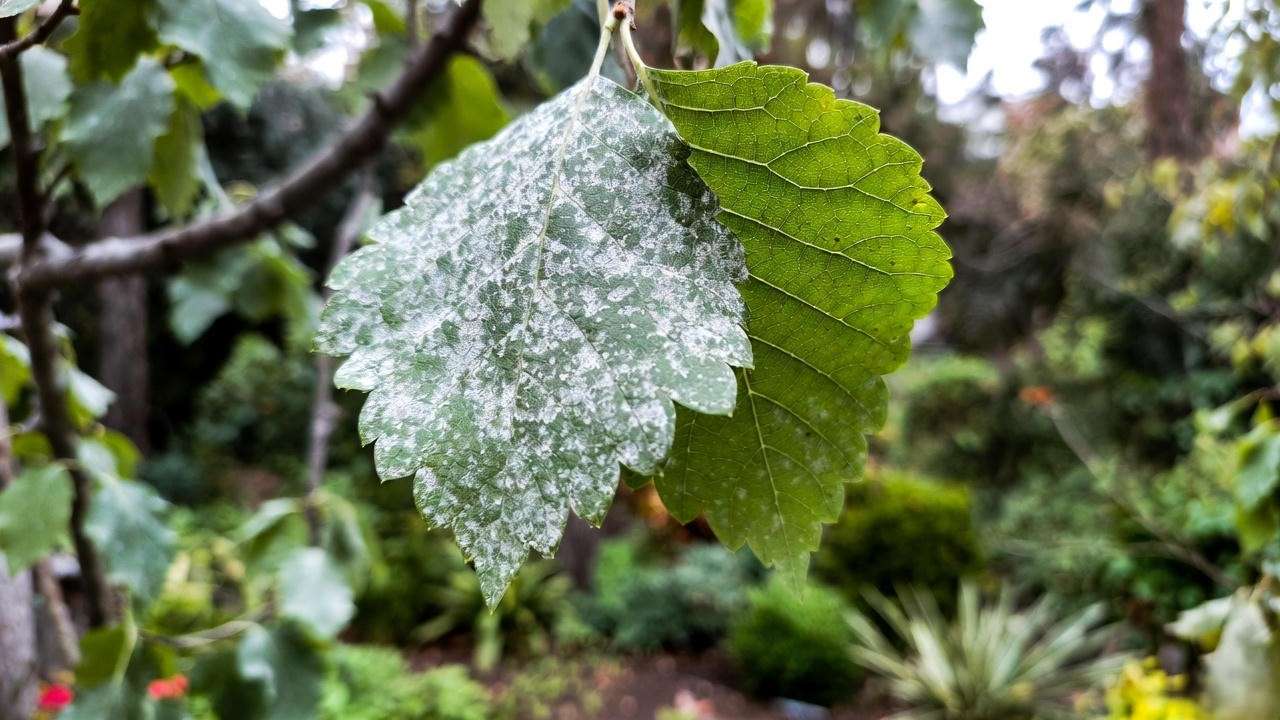 Close-up of pink-blooming tree leaf with powdery mildew and healthy leaf".