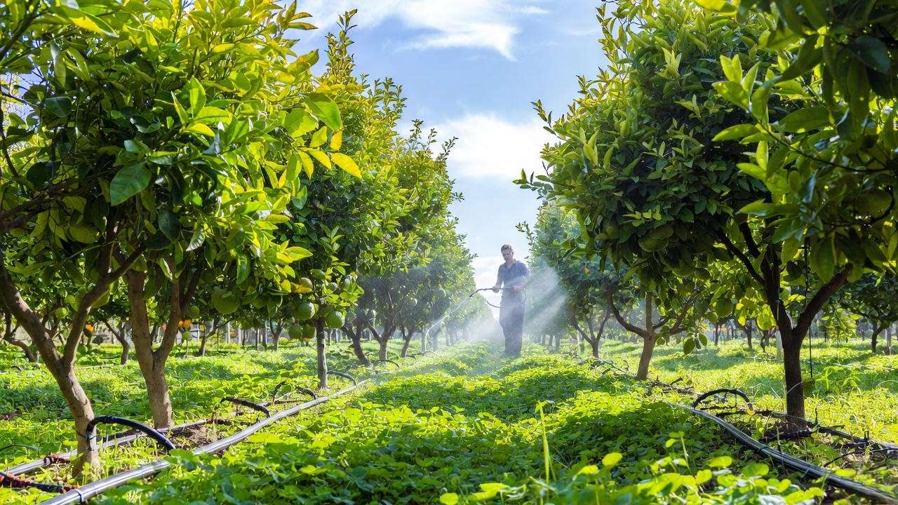 Citrus orchard with drip irrigation, foliar spray, and companion plants under bright daylight."