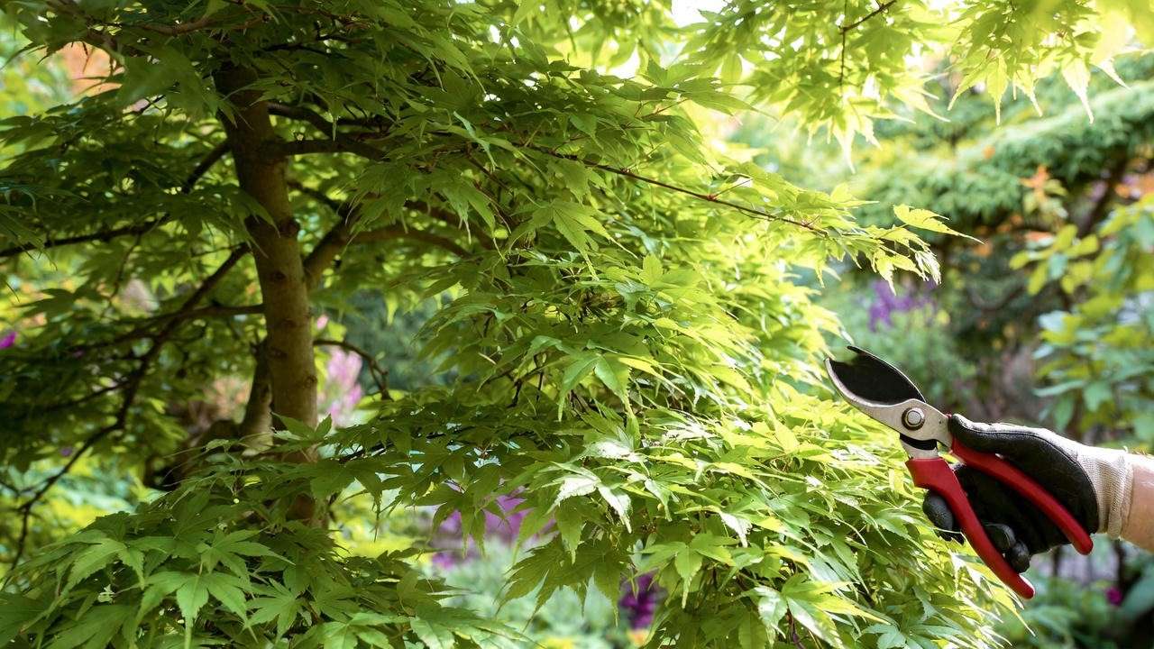 Summer pruning of weeping laceleaf Japanese maple for perfect umbrella shape