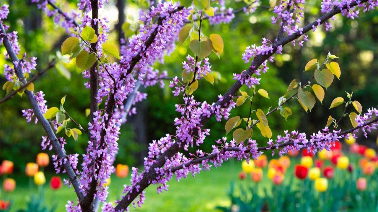 Eastern Redbud tree with purple-pink flowers and tulips in a spring garden."