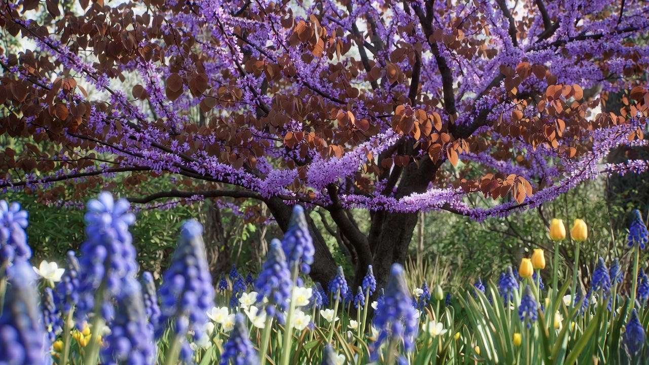 Eastern Redbud tree with purple-pink flowers and burgundy leaves in a spring garden."