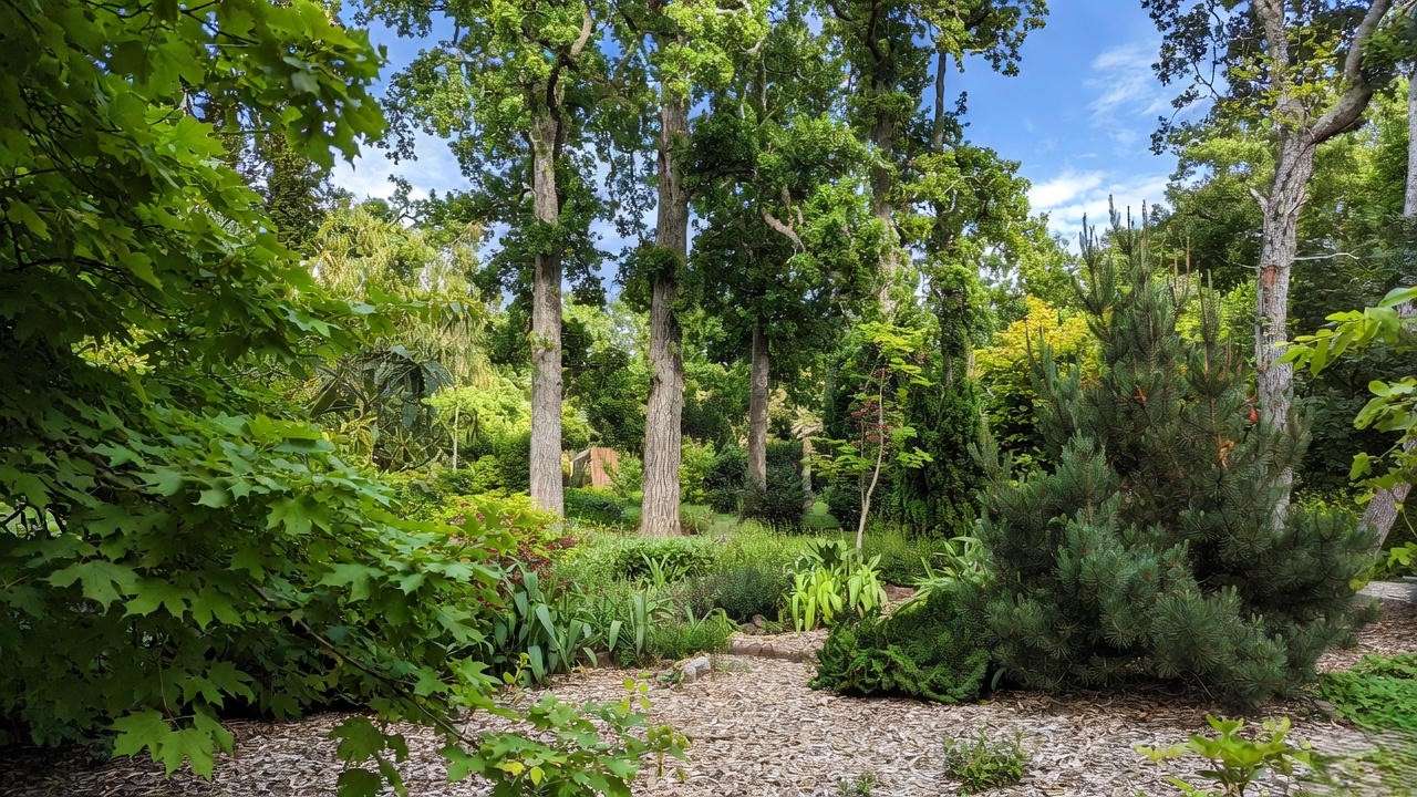 ustainable garden with oak trees and low-pollen companion plants"