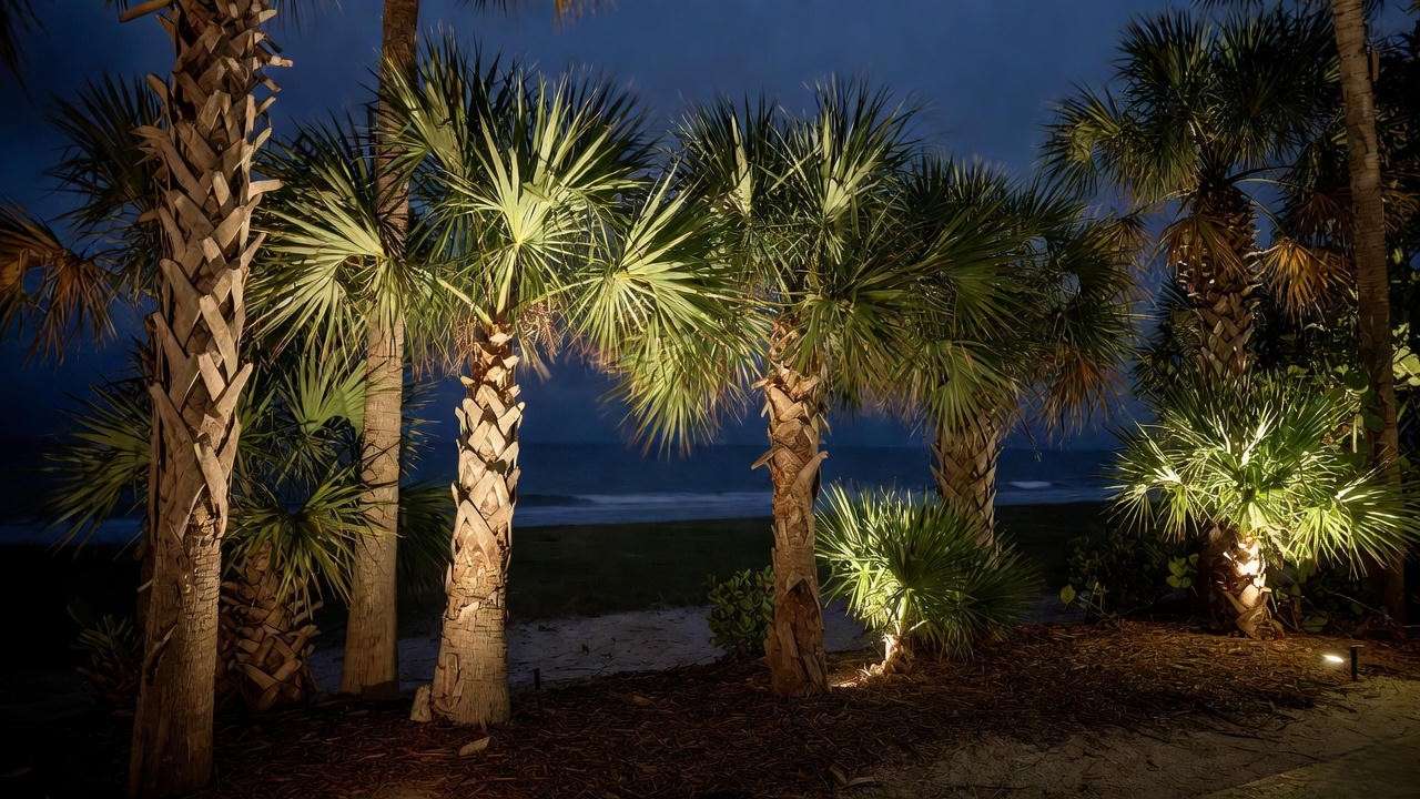 Turtle-safe amber lighting on palm trees for coastal properties in Florida and Hawaii