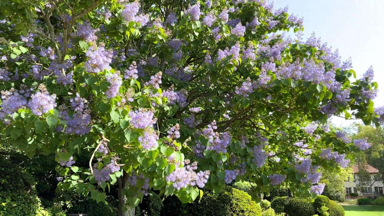 Empress Tree with lavender flowers in a large estate garden."