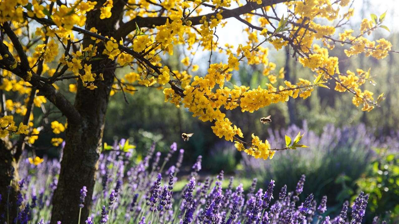 Silver apricot tree with bees pollinating yellow blooms and lavender companion plants."
