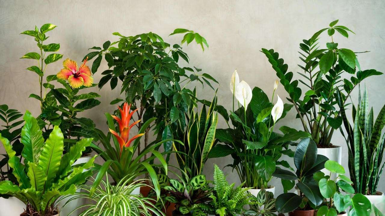 Complete 2025 list of 15 proven safe plants for chameleons