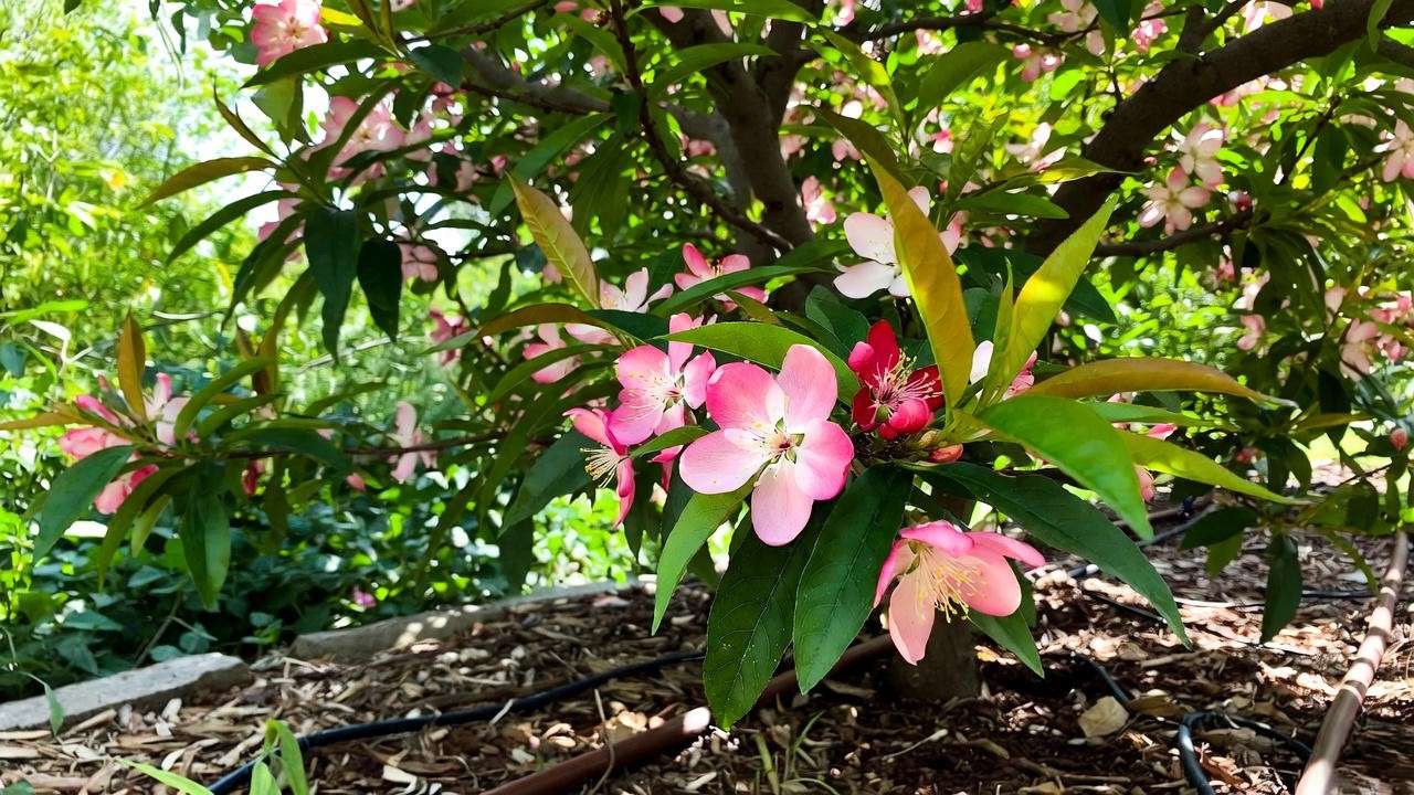 Peppermint Flowering Peach Tree with blooms and drip irrigation in a mulched garden."