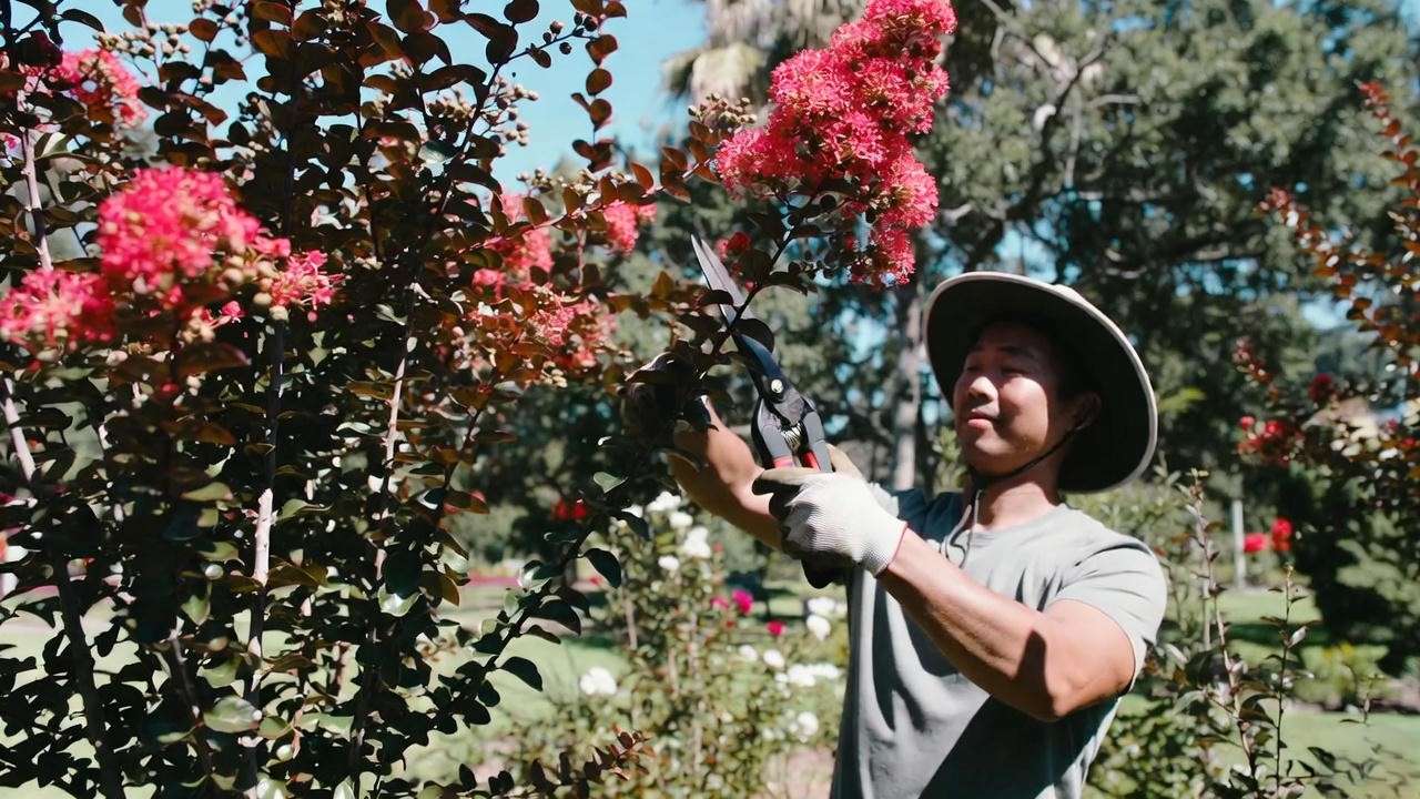 Gardener pruning a red crape myrtle tree with vibrant blooms in a well-maintained garden."