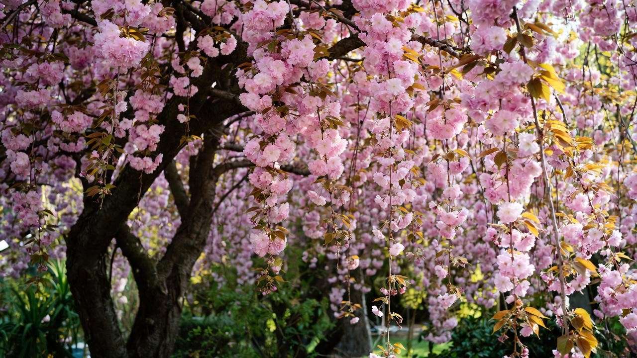 "Close-up of a healthy weeping cherry tree dwarf with pink blossoms in a small garden."