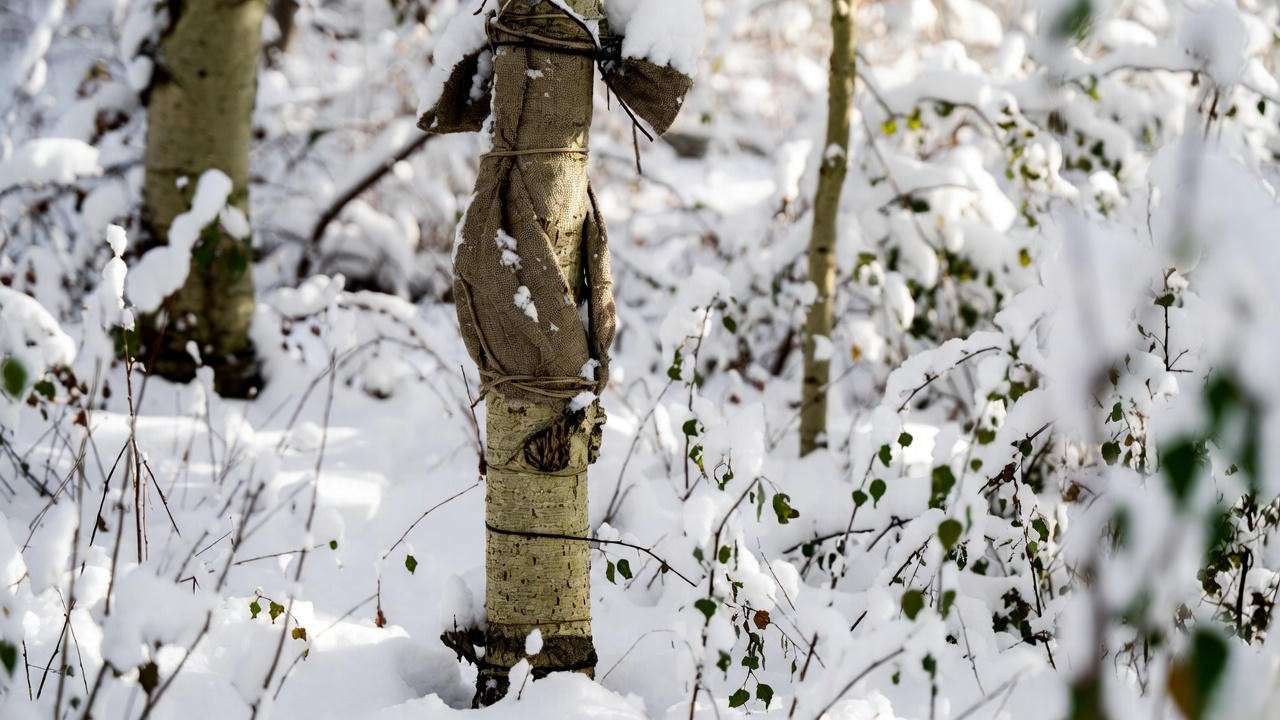 Winter-prepared Swedish columnar aspen tree wrapped in burlap with snow-covered ground and dormant plants."