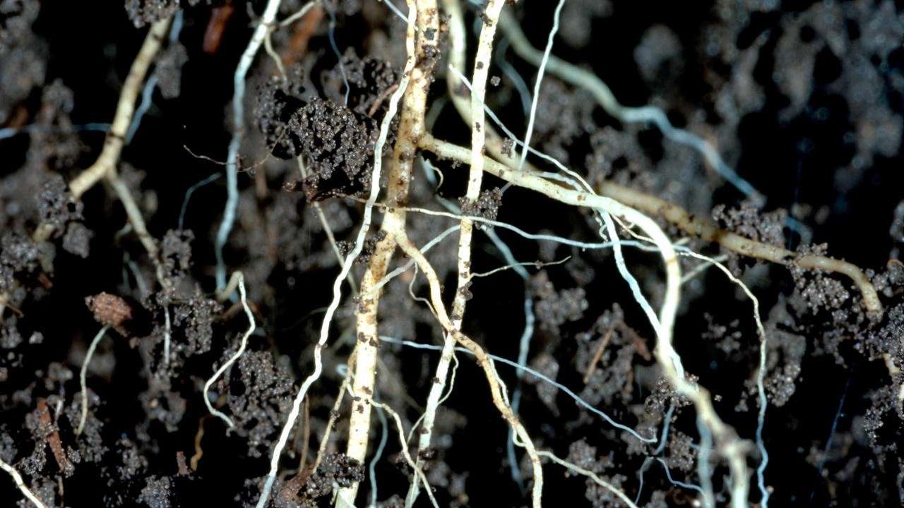 Mycorrhizal fungi colonizing chestnut seedling roots