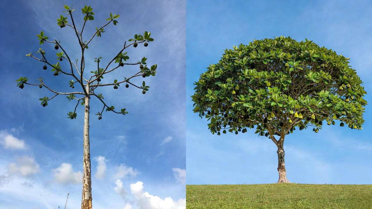 Before and after expert pruning transformation of Sausage Tree (Kigelia africana)