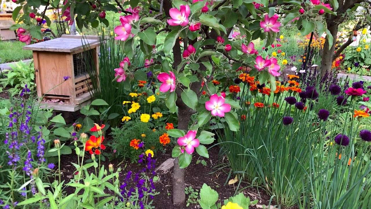Apple Pink Lady tree with marigolds and bee house in garden"