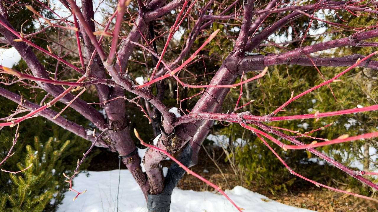 Crimson King Maple Tree in winter with tree wrap and snow-covered ground."