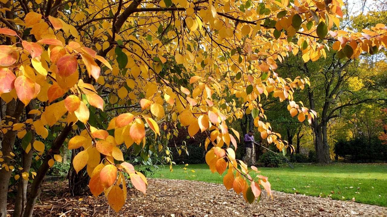 Fall care of a Spring Snow Crabapple tree with golden foliage and mulch"