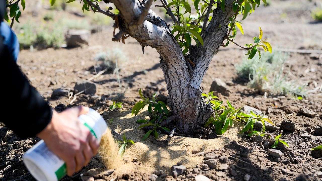 Applying balanced fertilizer to Desert Gold peach tree in spring