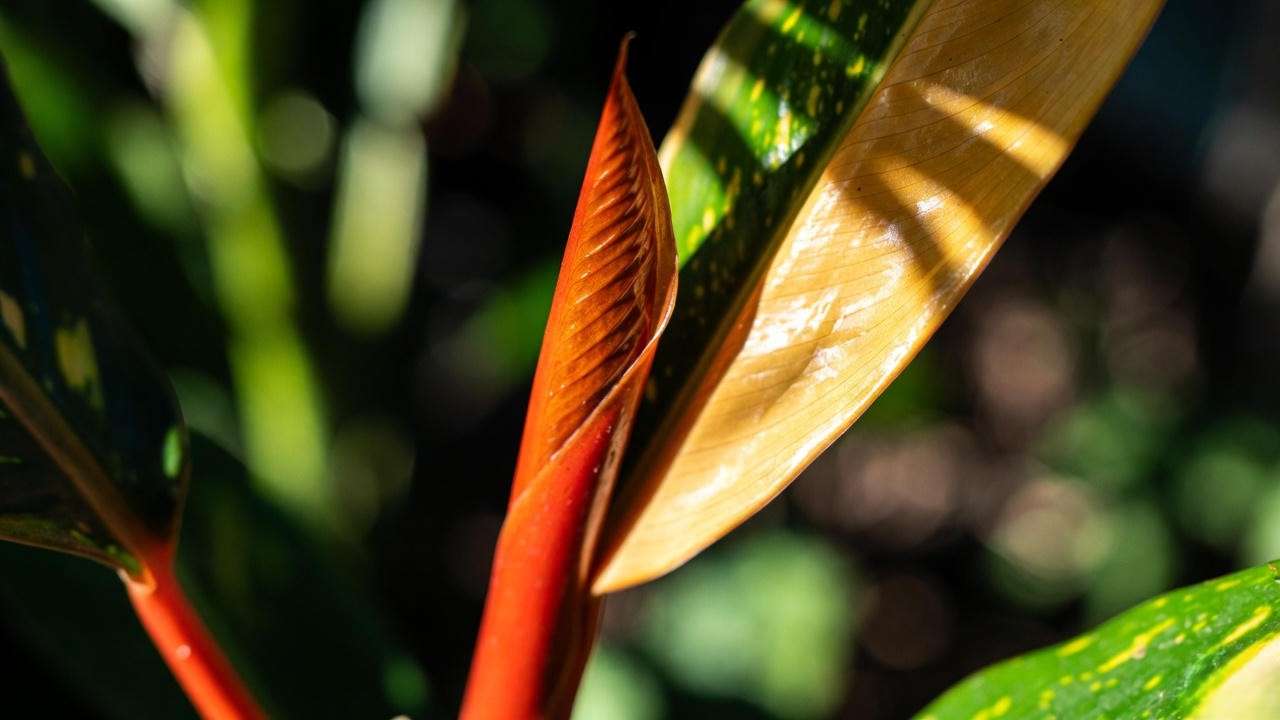 Highly variegated new leaf on Jack of Diamonds Philodendron after optimal fertilization